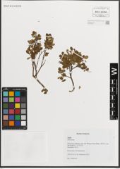 Foto von Salix L.